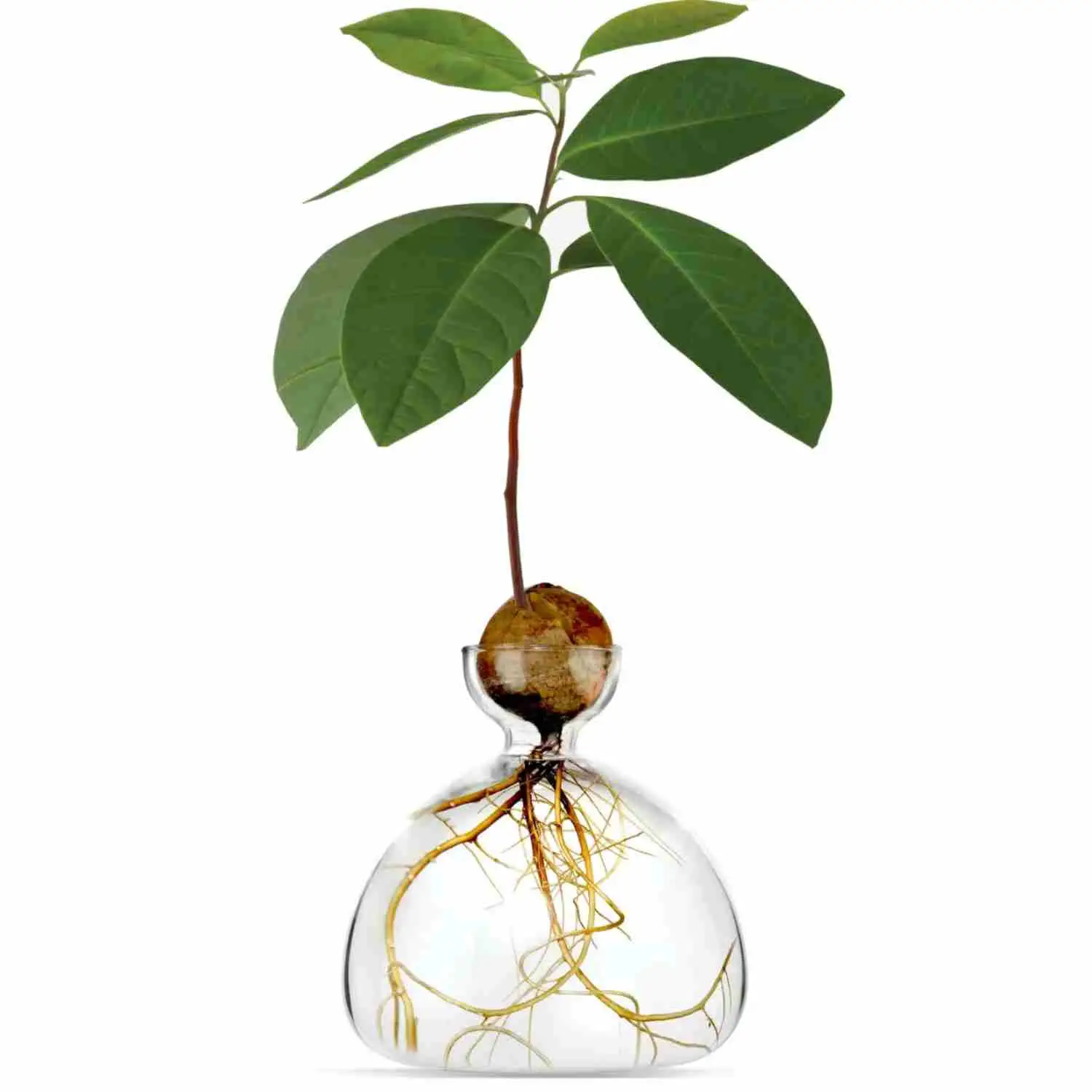 Vase à avocat transparent