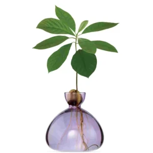 Vase à avocat parme