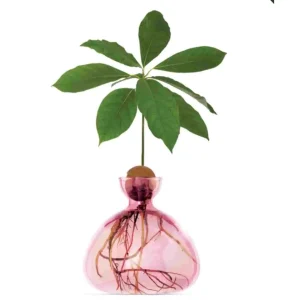 Vase à avocat rose