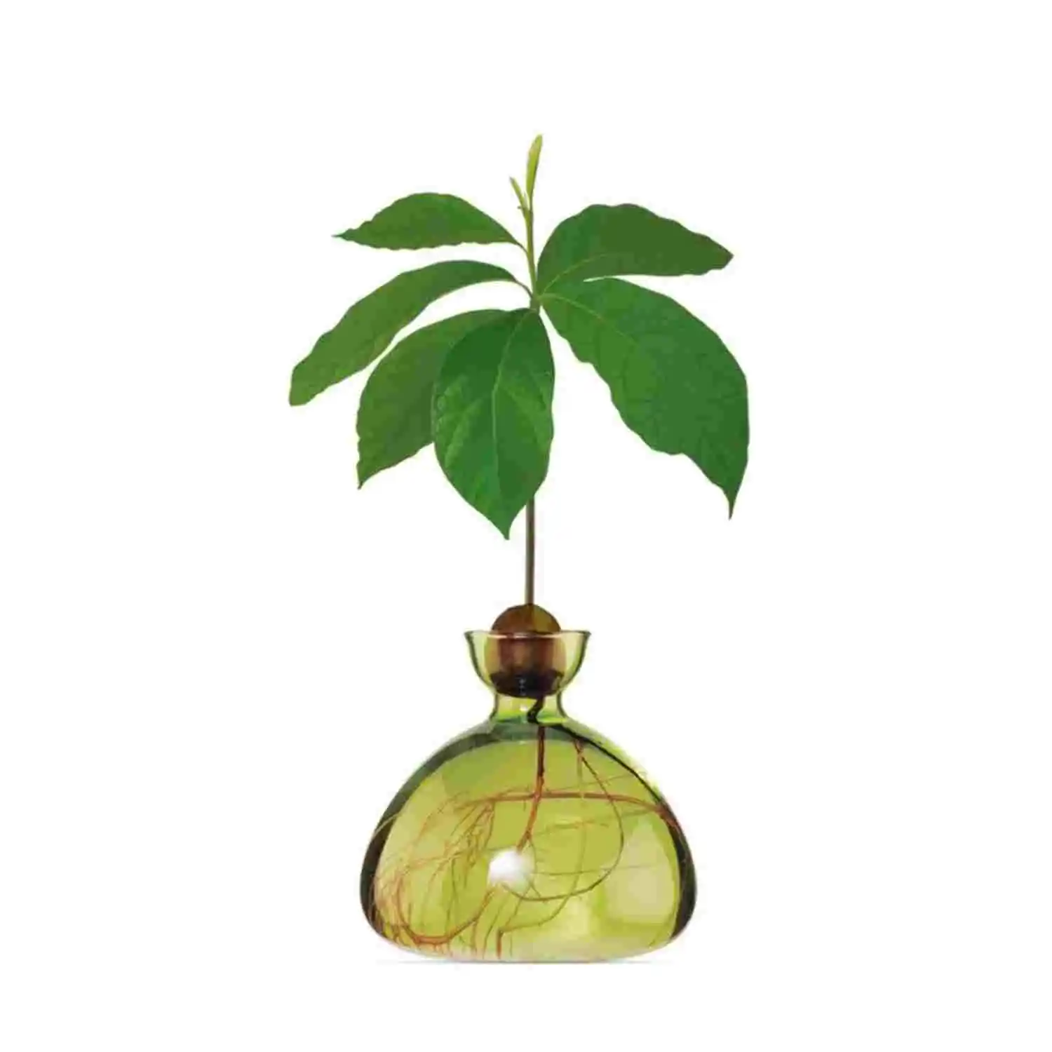 Vase à avocat vert
